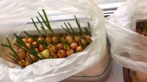 Как вырастить зелёный лук дома на подоконнике 15 дней и собираю урожай