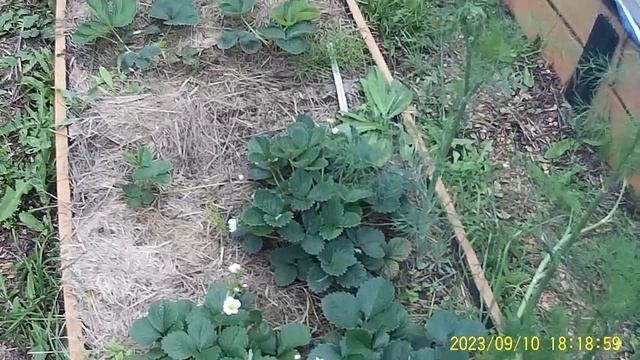 Клубника Ремонтантная за сезон 2 раза даст ягоды. Заказать можно питомник САДОВОД Крым смотреть онлайн