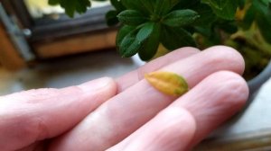 МОИ КОМНАТНЫЕ ЦВЕТЫ: АЗАЛИЯ ЖЕЛТЕЮТ ЛИСТЬЯ