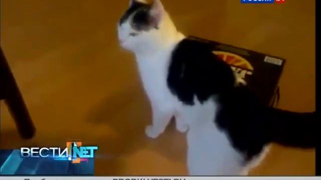 Котенок залазит в коробку смотреть онлайн