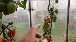 Томат ДЖУР-ДЖУР F1!!! О таком томате, даже и не мечтал...