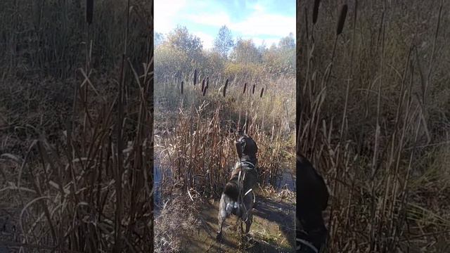осенний день. Граф Владимирович на прогулке. смотреть онлайн