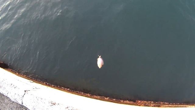 rockfish 2017 Сочи 24 сентября МАРМИР рыба из Средиземного моря Игорь Зинковский смотреть онлайн