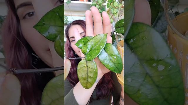 Hoya dasyantha ? 31 Days of Hoya: Day 13 #hoya #shorts #jaclynnsjungle смотреть онлайн