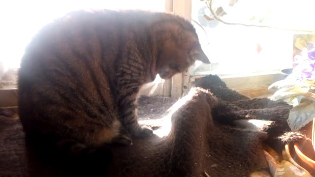 Сражение котэ с ветряными мельницами смотреть онлайн
