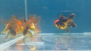 золотые рыбки изменили окрас. Gold fish change color