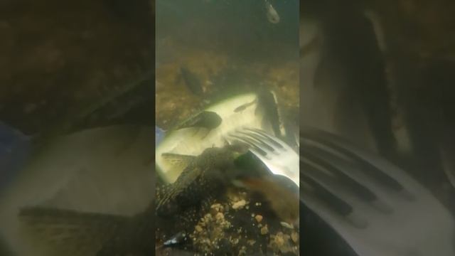 #Огурец в аквариум #Кормление Огурцом#Анциструсы и Огурец#Разведение #shorts смотреть онлайн