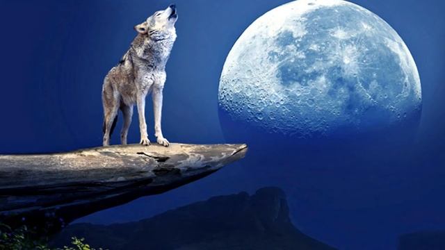 Почему волки воют на Луну? смотреть онлайн