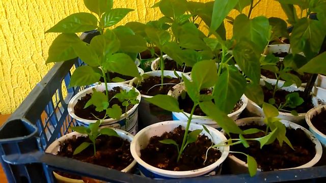 Что делать если рассада перца гибнет.Рассада перца 12.04.2019 смотреть онлайн