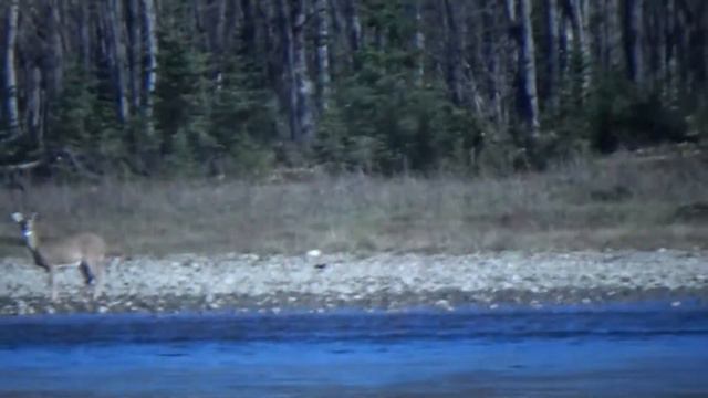 Bushcraft Canoe Trip on the Athabasca River смотреть онлайн
