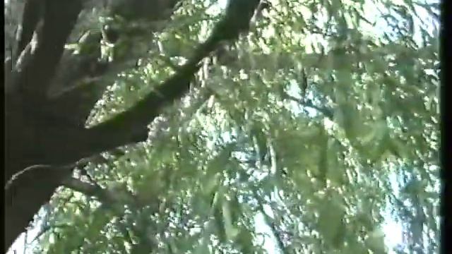 "Камертон душі. Людмила Ніколаєвська (пісні у виконанні ансамбля Ніни Бредихіної)" смотреть онлайн