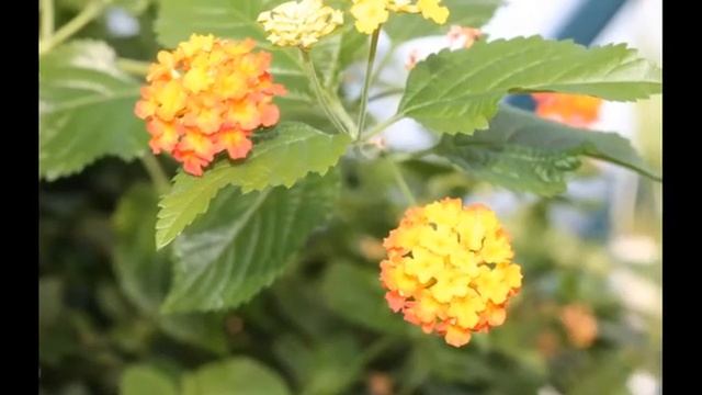 Теплица. 2013 смотреть онлайн