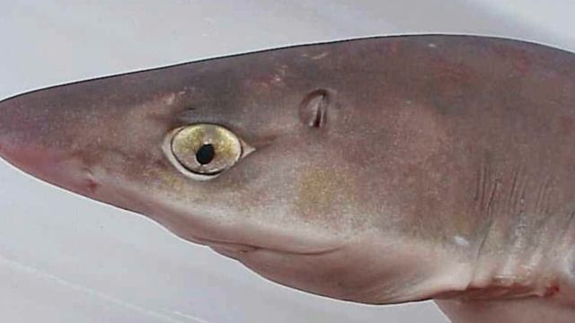 Deep Sea Shark With Bulging Eyes And Bizarre Teeth Caught By Fisherman In Australia смотреть онлайн