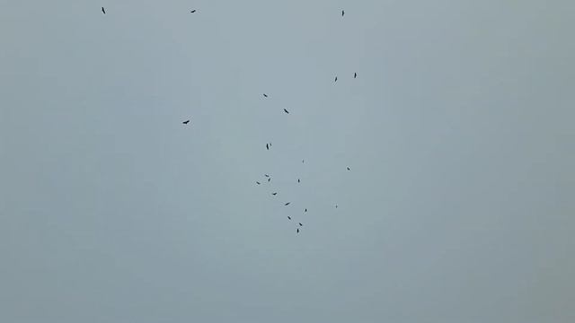 Где труп там соберутся стервятники!))) сам Бог укажет на Царя!))) смотреть онлайн