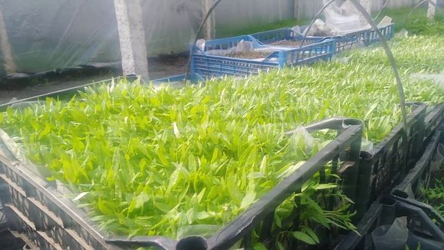 #томаты# 2020 Вырастили рассаду томатов для пикировки в стаканчики смотреть онлайн