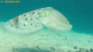 ИНТЕРЕСНЫЕ ФАКТЫ О КАЛЬМАРАХ.