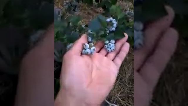 Обзор ягодников и выгонка кустов голубики смотреть онлайн