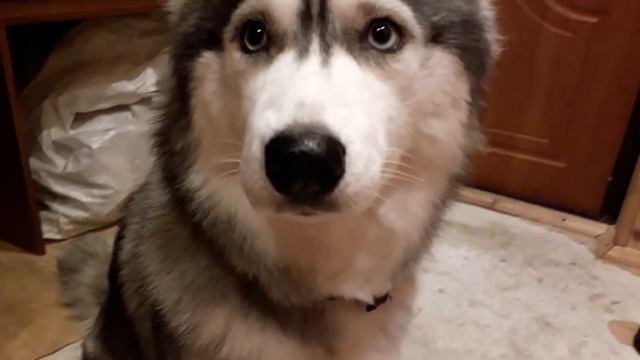 Как выглядит Снешка