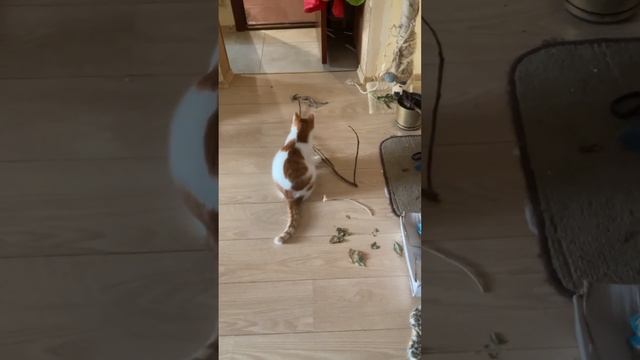 Пропал фикус котикам на радость! смотреть онлайн