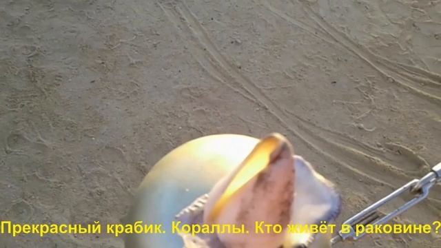 Прекрасный крабик Кораллы Кто живёт в раковине смотреть онлайн