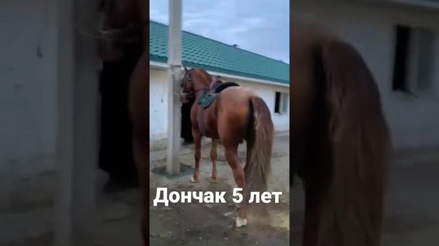 Племенной жеребец, донские породы Дончак. +79525673000 смотреть онлайн