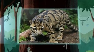 01x04 Братья Кратт - Летучий дракон / Wild Kratts - Flight of the Draco