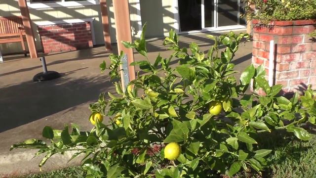 США 3424: Лимоном жечь сердца людей - Санта Круз, SiliconValleyVoice смотреть онлайн