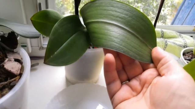 Фаленопсис "Персики"(Phalaenopsis "Peaches") , как напоминание о лете!!! ;)))) смотреть онлайн