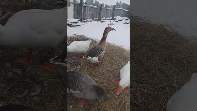 Наши гуси крупная серая и помесь. смотреть онлайн