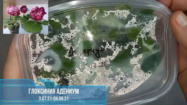 Детки Глоксинии, которые укоренялись листом 2 способами спустя 1-2 месяца смотреть онлайн