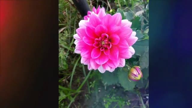 Цветы на даче. Сентябрь 2017г. смотреть онлайн