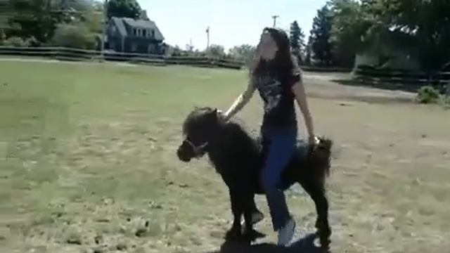 Girl enjoys a Ride on a Small Pony смотреть онлайн