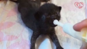 Нашли новорожденного котенка без мамы? Его можно спасти!!!