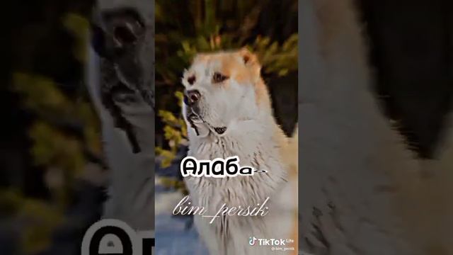 КАНГАЛ АЛАБАЙ КАВКАЗСКАЯ ОВЧАРКА АРГЕНТИНСКИЙ ДОГ смотреть онлайн