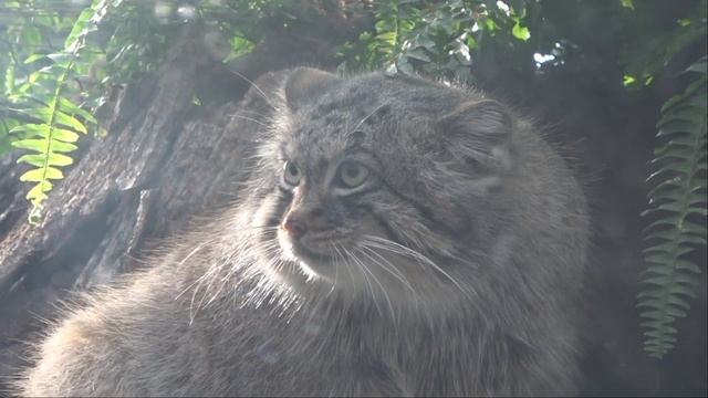 マヌルネコ Otocolobus Manul Pallas Cat
