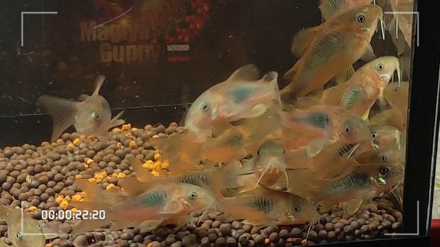 Corydoras aeneus, Bronze Cory, Сомик золотистый, Сомик изменчивый, Коридорас бронзовый. смотреть онлайн