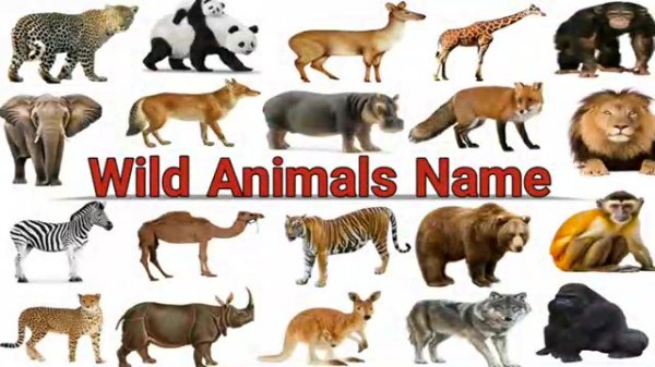 АНГЛИЙСКИЙ (Wild Animal Names)