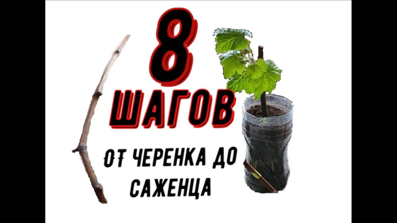 Основные шаги от черенка до саженца смотреть онлайн