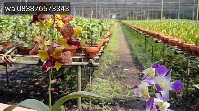 PAKET ANGGREK BONEKA смотреть онлайн