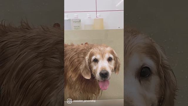 Где вычесать большую собаку в Санкт-Петербурге. Экспресс линька. смотреть онлайн