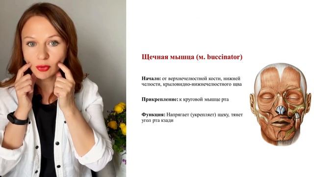 Пошаговый план для четкого овала лица смотреть онлайн