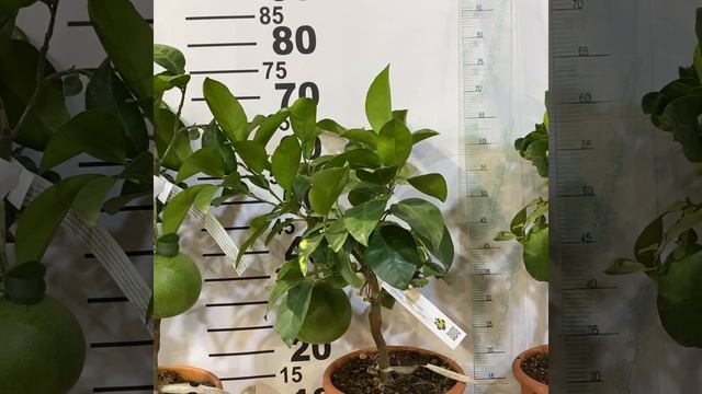 Помело/ Грейпфрут «Борн Мерилл» /34 C C. grandis Burn Mer смотреть онлайн