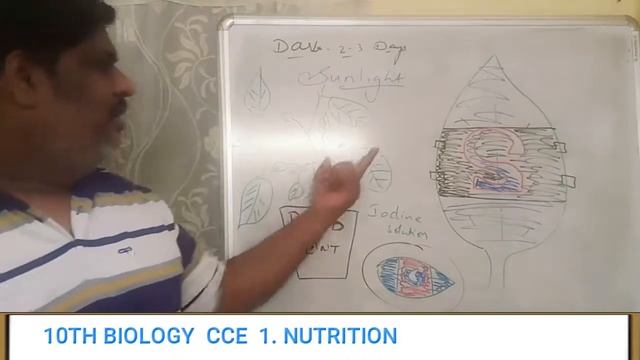10TH BIOLOGY ll CCE ll Nutrition ll Sunlight and T.s of Leaf смотреть онлайн