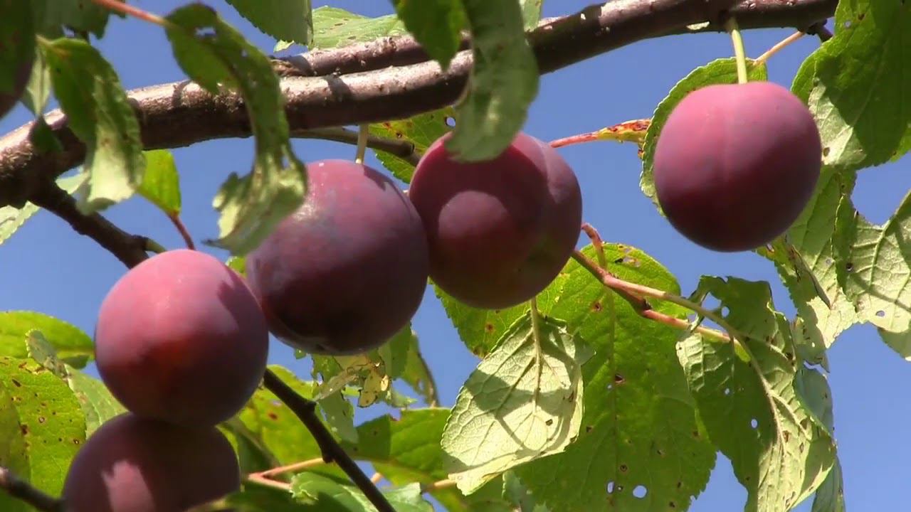 Баня,яблоки и сливы. 2013г. Август