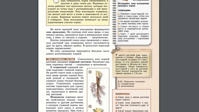 Биология (Л.Н.Сухорукова) 5-6к §31 Корень смотреть онлайн