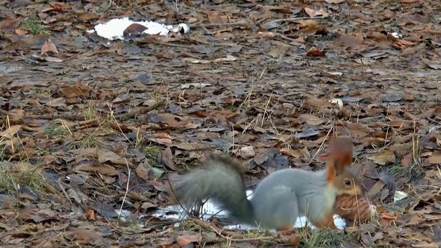 БЕЛКА ЭТО МЫШЬ С ПУШИСТЫМ ХВОСТОМ ))) смотреть онлайн