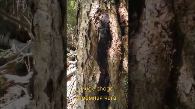 Нашли огромную чагу. Found huge chaga mushroom. смотреть онлайн