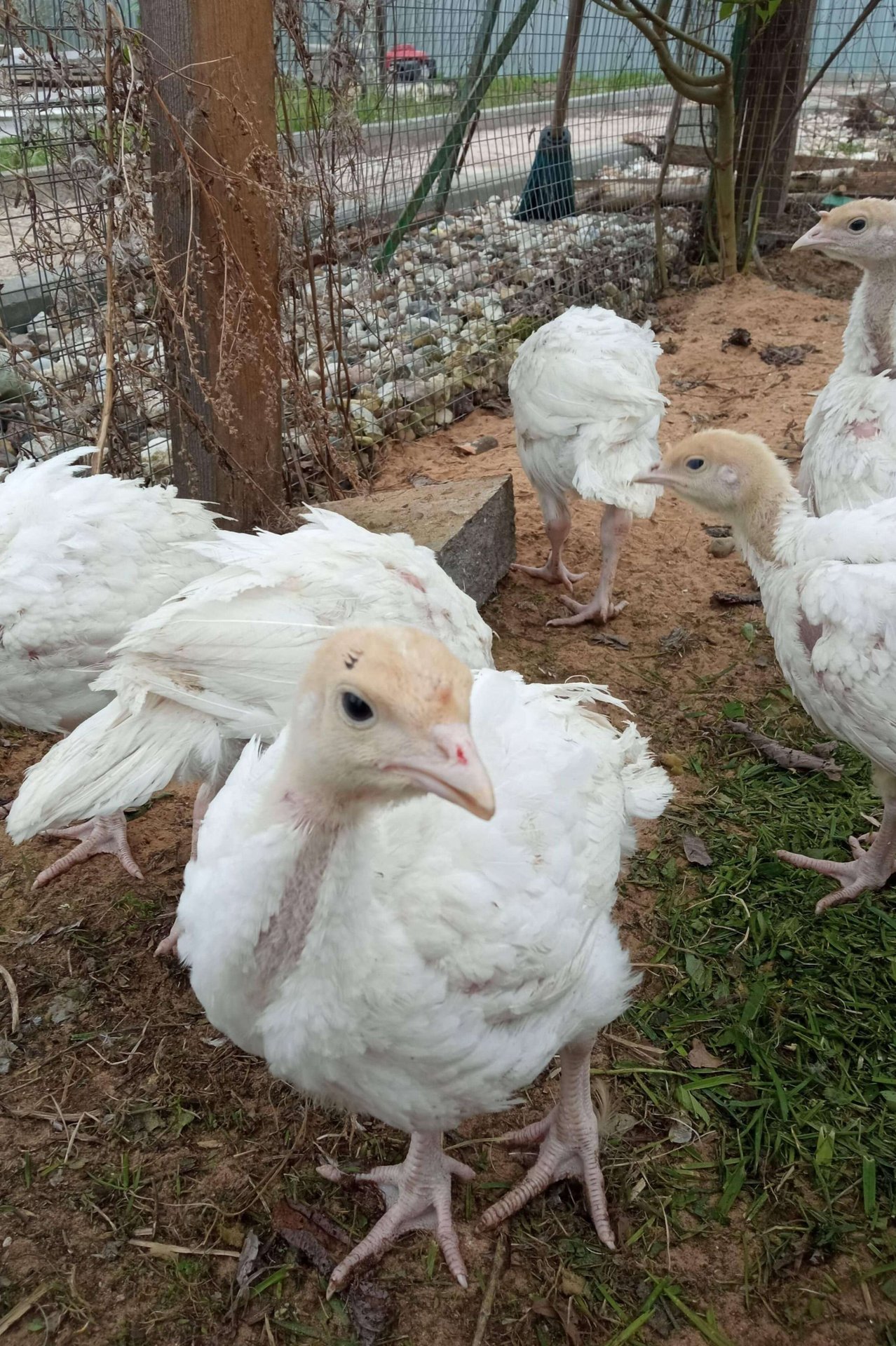 Индюшата БИГ 6 переезжают. смотреть онлайн