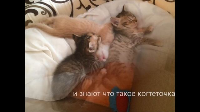 Очаровательные котята ищут хозяина смотреть онлайн