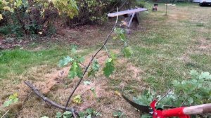 Применение сучкореза GRINDA штангового с пилой, макс. диаметр реза - 32мм